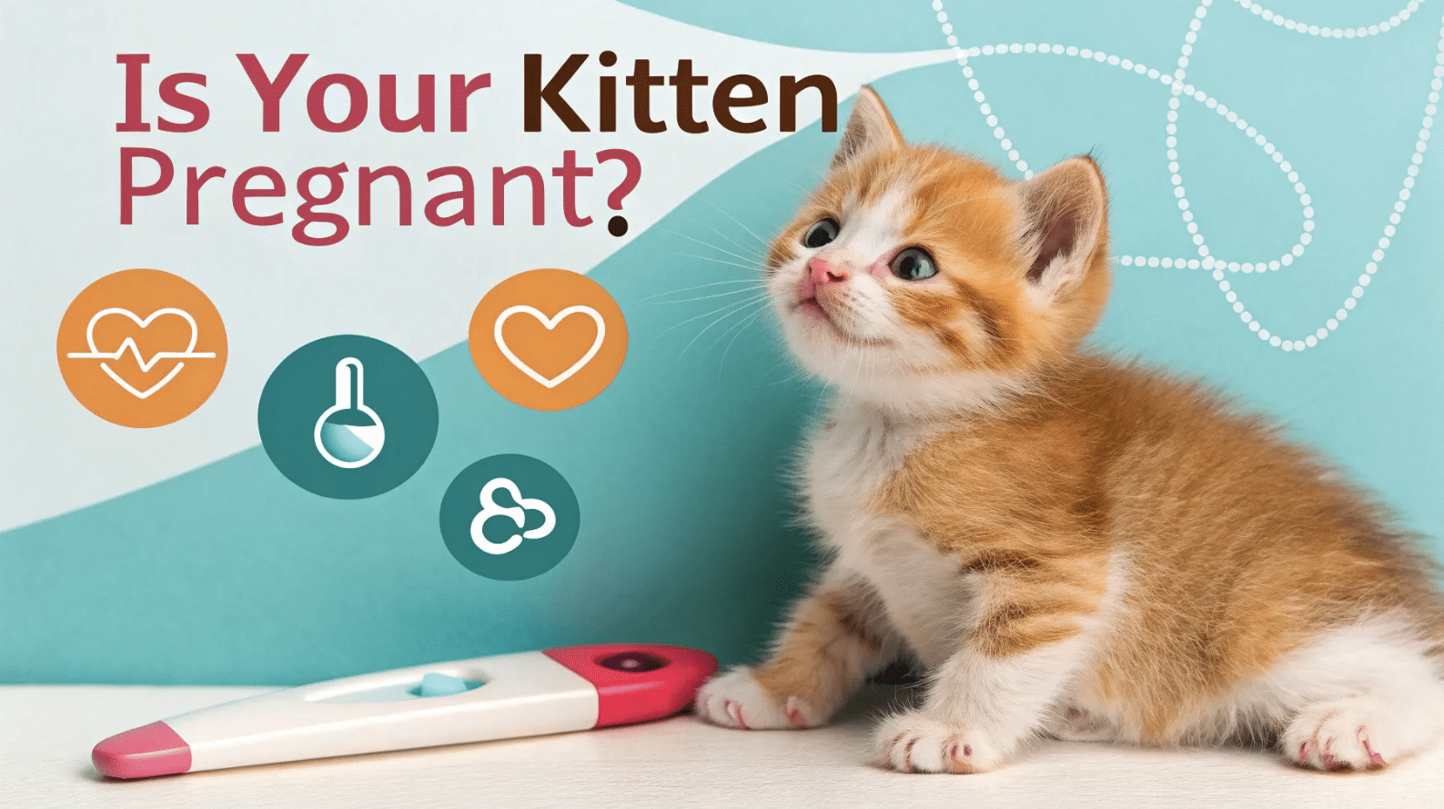 Is Your Kitten Pregnant