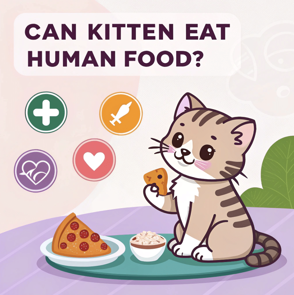 Can Kitten Eat Human Food