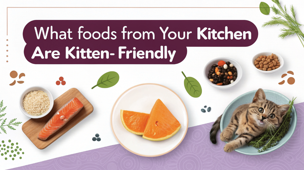 What Foods from Your Kitchen Are Kitten-Friendly